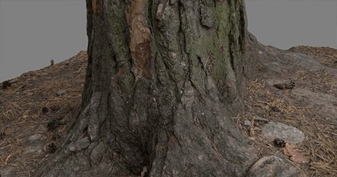 사진 측량 에셋, 나무, VFX