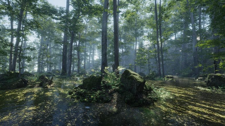 Forest Environment