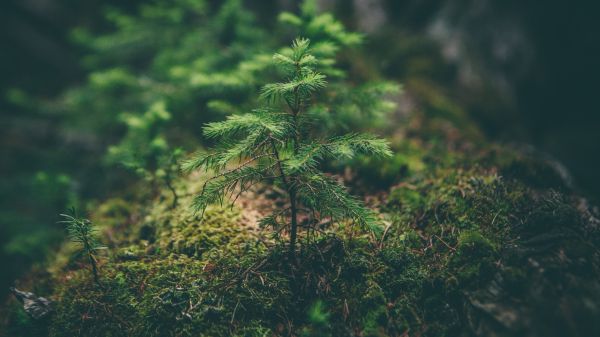 Protegiendo nuestro planeta