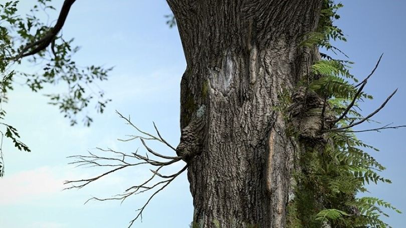 SpeedTree | 3D 식물 모델링 | Unity